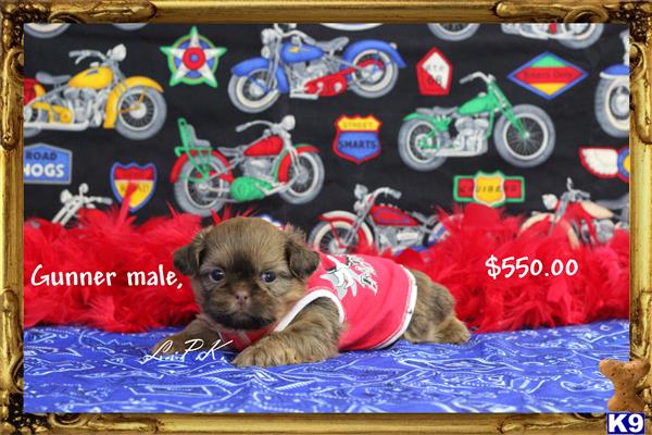 shih tzu puppy posted by little paws kennel